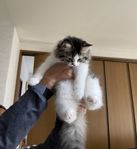 C7AA230A-871C-4C43-BCBA-2A33A7D56465