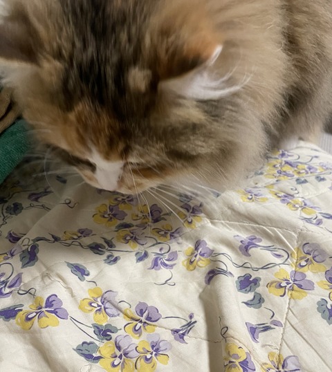 550F7844-18ED-45AC-8A85-FF81E98F86FA