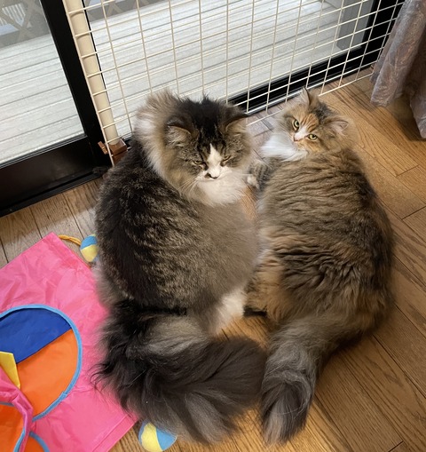 43942615-4811-4A7C-8187-6E5719BEF50F