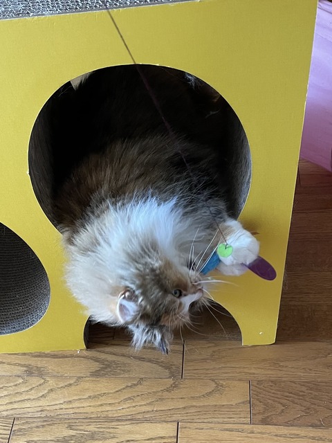 72C4A6F6-ACBA-44FF-AA16-901E4DCC4EB5