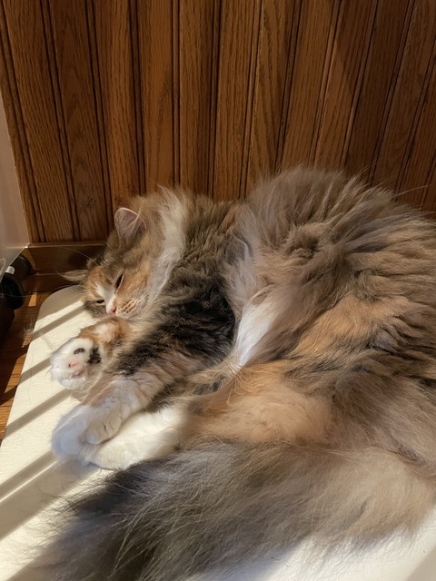 5FDFD2FE-7053-4419-9A1F-7D6F89AF8F8D