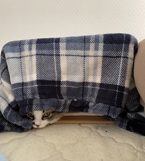 1007F8C5-C4E3-4F1B-82C4-1CD1496FA1DA