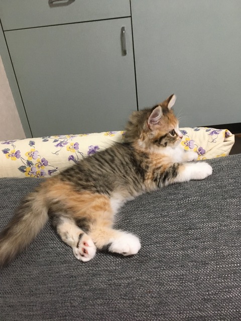 C0E3856B-AE39-4768-AA5D-F2D37504E779