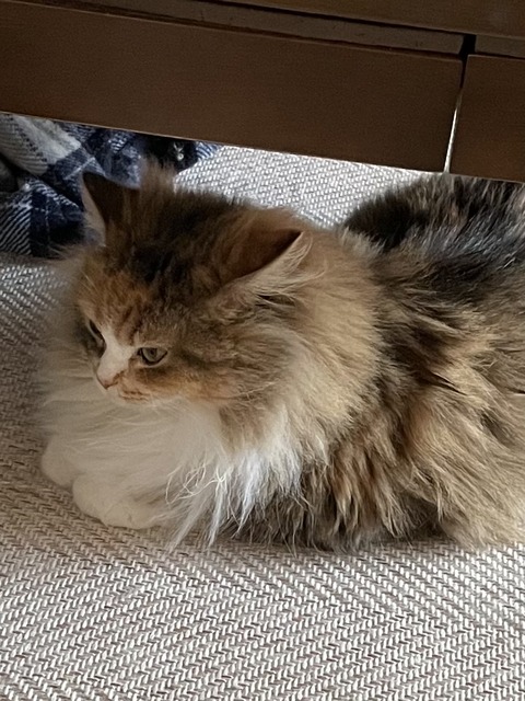 2D29104A-5457-439B-914D-A5DE3DC7A475