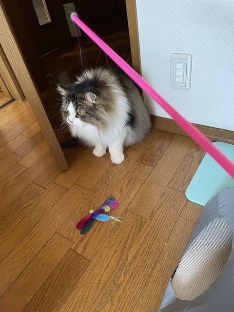 B11A85F6-161A-45D4-BC04-3A4B7FD0CF65