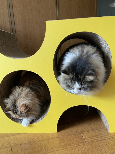 842D3600-67B9-439C-A2D3-3216F2A89B8A