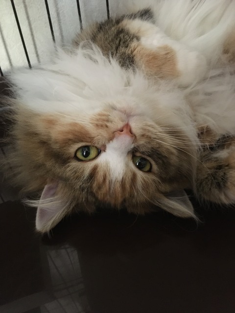 A1C93EDE-BD9C-42F8-AC8F-2F123AC53A5D