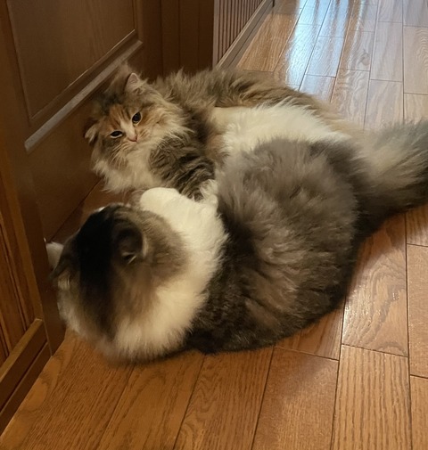 E83EF0C3-2526-408A-A8BF-A3A9E2DF5E91