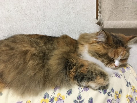 BD5C5CFC-37DD-4C21-8F3F-D702C5BFC08F