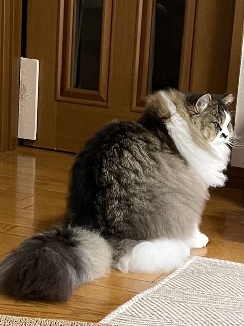 154361E1-7856-4D1E-98AE-A6A2A8AB640F