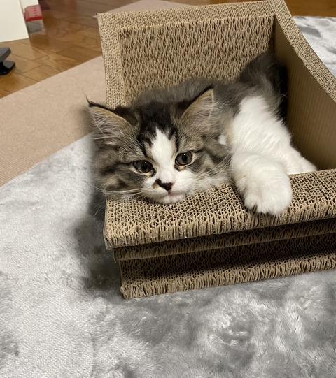 AAE50A2C-51E0-48BE-9A85-DF70DC7D17E5