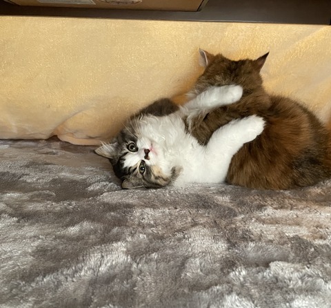 7A4CDC11-BCD5-4A3F-8449-80094CEF3F6B