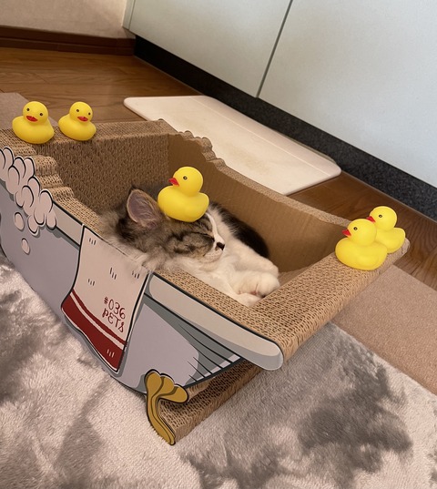 FF5C32A5-43DD-4307-82E5-43B2594939BF