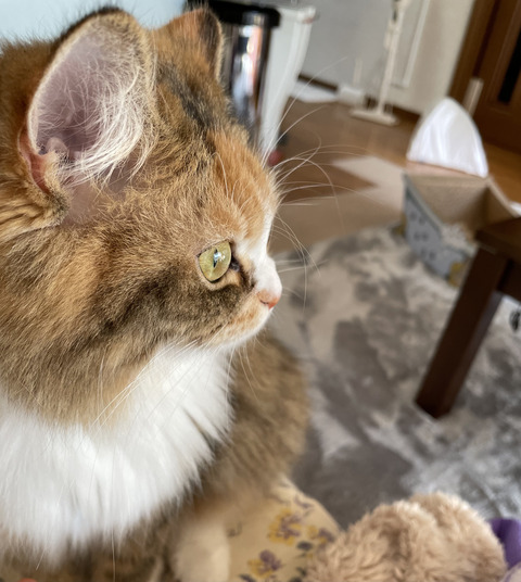 3BA43737-DD42-475D-A6C4-44A7DC6DB03B