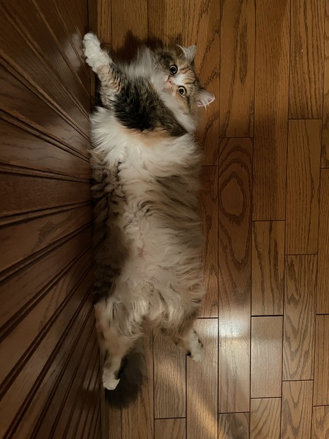 B20716AD-13FA-40C9-A1D4-A4FF9FEF9878