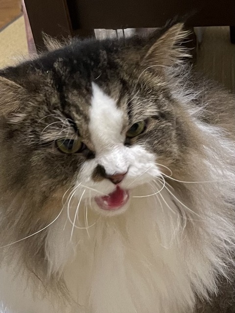 1682B715-7E59-411A-96AE-F370AE3F88BF