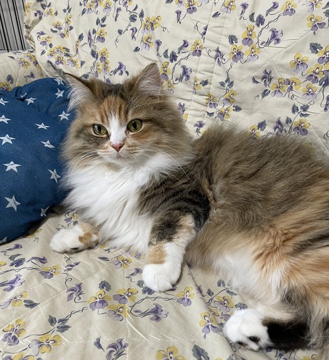 0A5085E7-D4EF-4971-B271-6FC853580D8D