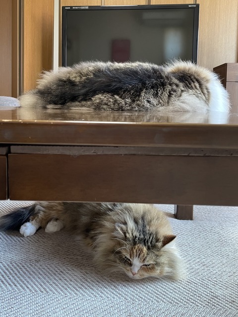 3EB3BB9C-126C-495C-B3F6-8DAE3B3DC9E9