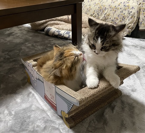 41EE3AB2-47AB-425D-A8A6-12ECC703F442