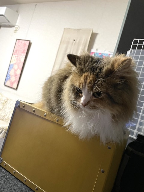 E74C2B8E-74AF-46CF-A583-074ECA12D60D