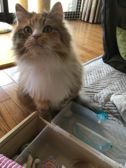 62627F94-A5ED-474C-922A-DF06FE652736