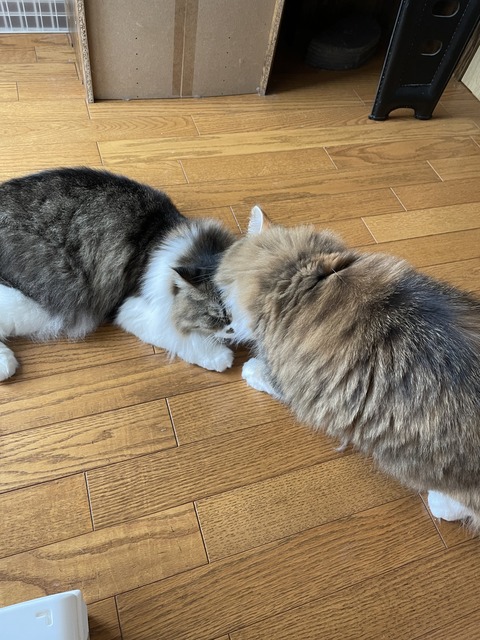 96783D6A-7C3C-4233-BB30-1F0B76F5F29E