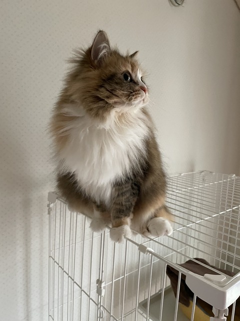 334A4F32-1A0F-439D-AD40-34C8B60709AE