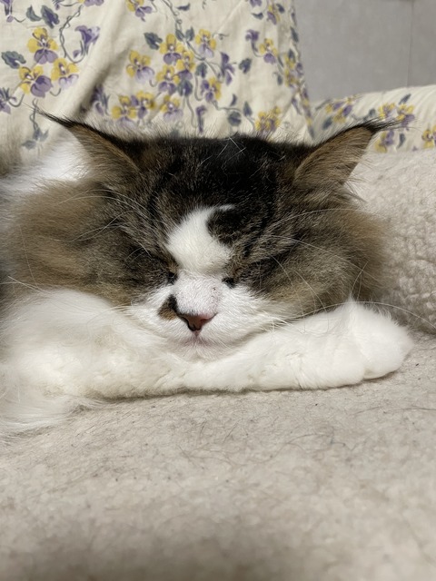 397F52F7-84C6-40E7-AFEE-350CEE24B04C