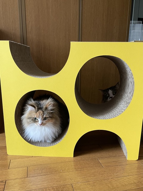 BB4F7CB6-86F5-409E-84F8-D7B1F99075CF