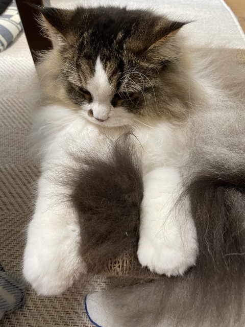 FE24743F-4C6C-416C-AB42-27E4AA087A6E