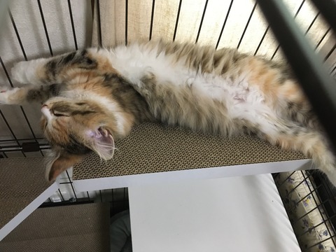 8FC51966-9A35-4A84-8107-37387832FF25