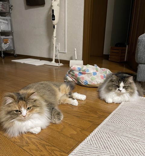 85110E2A-DF51-4E82-B577-31876094B55F