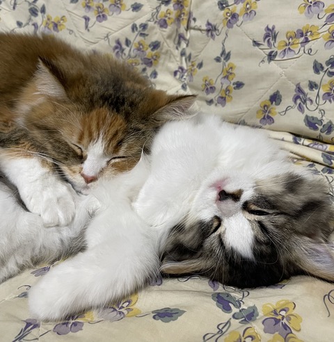 D687FD72-7147-4B66-B5E7-7A70C93204A5