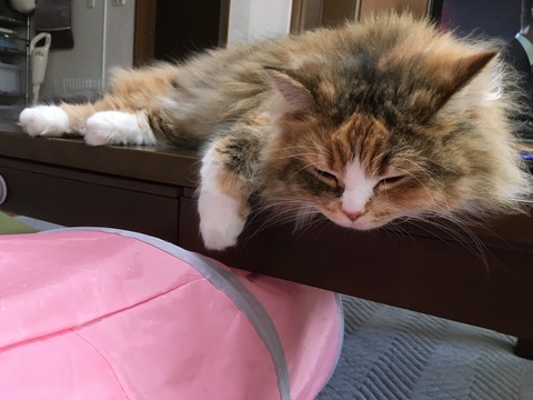 6ED1A165-B9A9-4C1A-B78C-297F64B64448