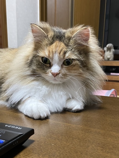 66416CEB-667E-464A-99BA-8790246350D5