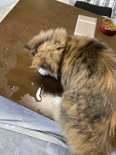 6C43C339-7F4A-42F8-9D5A-95753B718C68