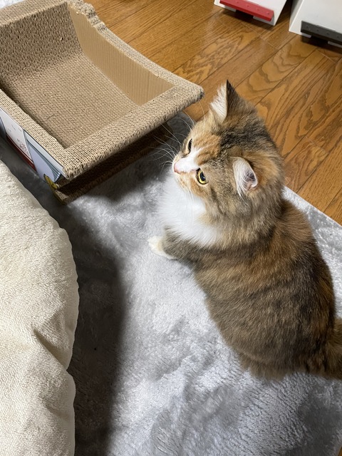 D6F686EF-7FCC-4F85-BEEA-BDCF66B85700