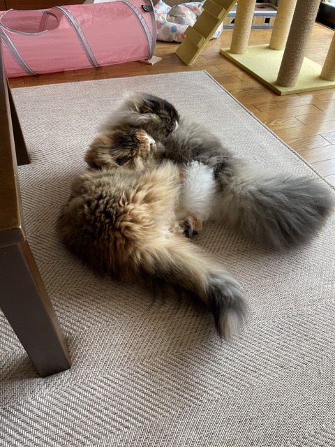 53B9D219-2B97-4526-9313-E6E48E86A194