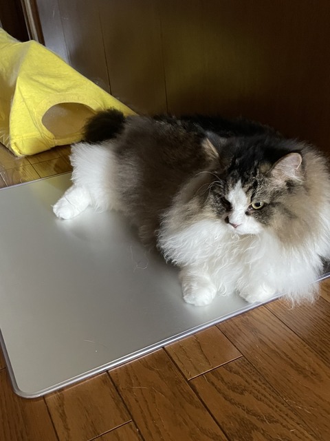 03EBEA28-3C57-488D-A658-DED469FE1F6D