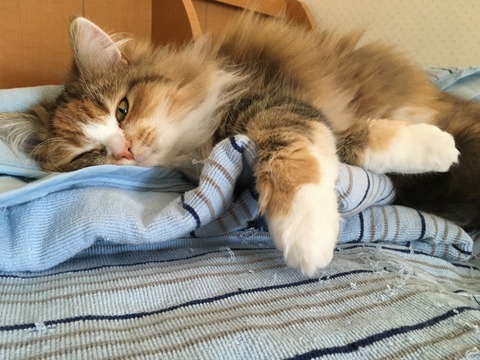 83C12434-AA3E-4A6C-9343-8115DF3CEE47