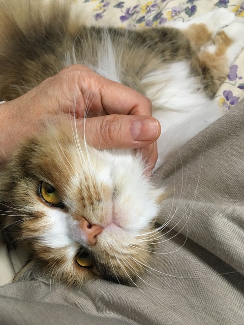 18BBC8C0-9C72-428C-9214-A2E81C603191