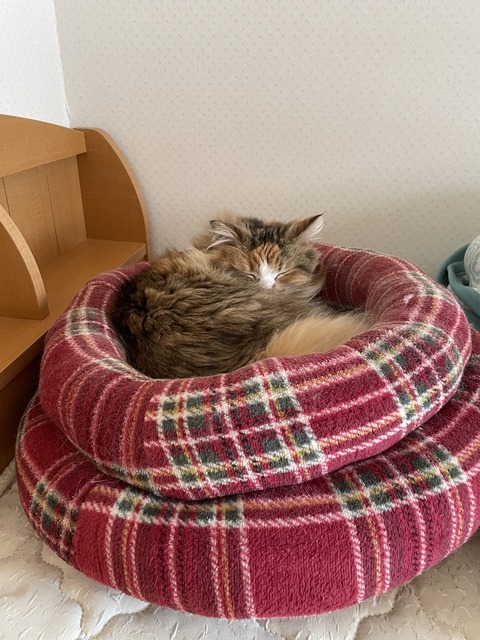 AF13DEFB-6BB8-4018-B1BD-1063E81F9FFD