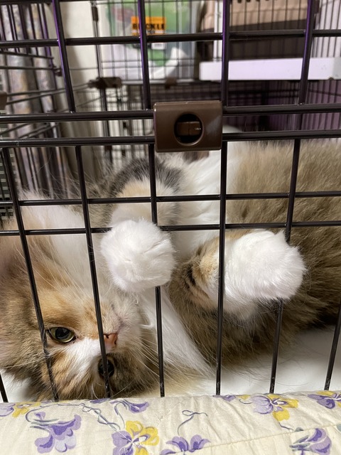 5C22550F-70C1-412A-B6D5-5778AB129BB6