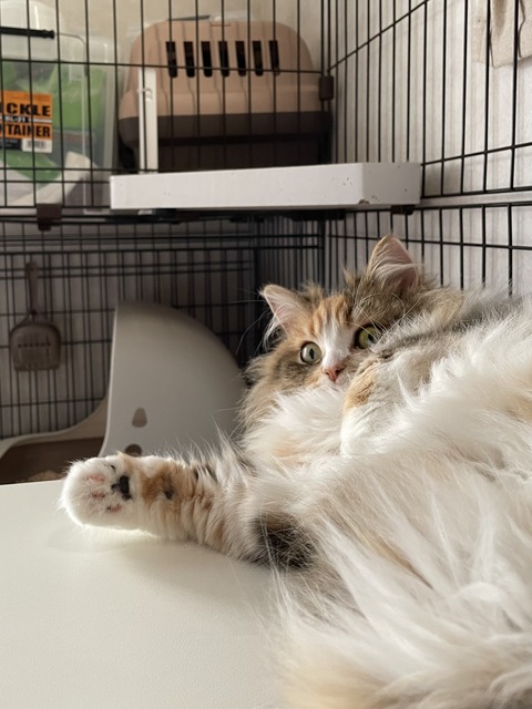 AC71240A-041A-4945-9AC5-A1415C2A8E49