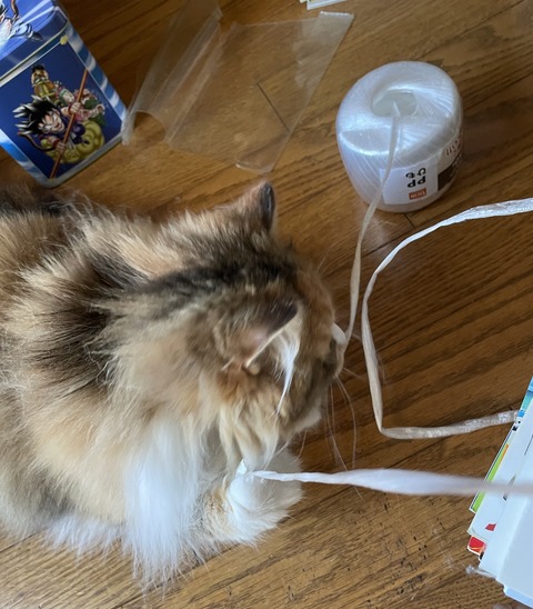 B6BC1CD5-AA27-4588-A8DE-00A0AA445503