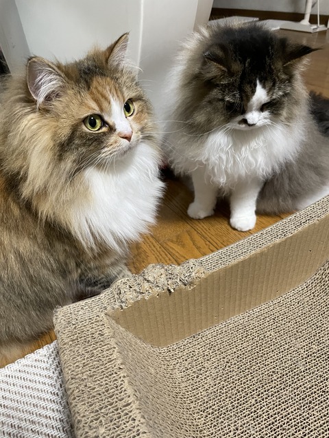 971DE9A2-8F8C-4DD6-8896-E06C7BE5E07D