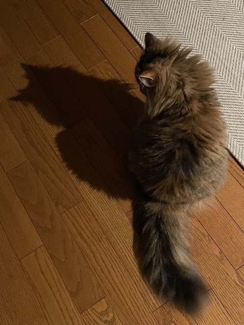 485290A1-2293-4EC4-BAB0-ED0CC9B7D8D5