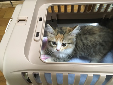 E07E32E0-81E8-4FDF-BFFE-B56995DD07A2