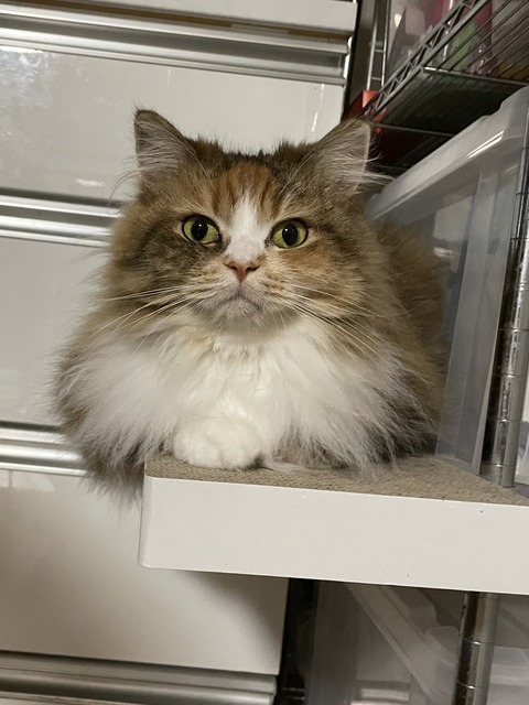 FEAF7CDC-FC95-43D0-AF34-A52EAABCD78F