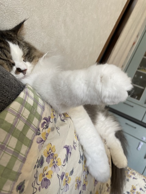 49A4D6F9-04D4-493B-9097-5336965F327E